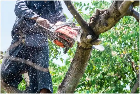 tree services Spokane